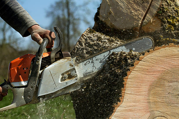 Best Tree Cutting Near Me  in Weatherby Lake, MO